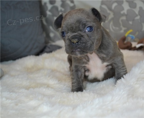 krásný francouzský buldoček k adopci krásný francouzský buldoček k adopci