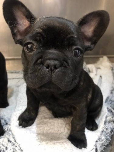 krásný francouzský buldoček k adopci krásný francouzský buldoček k adopci