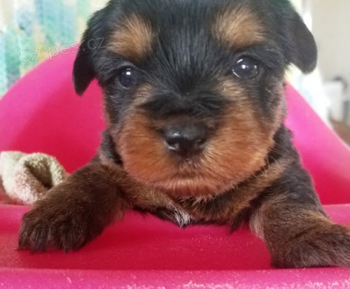mini Jorkšírský teriér štěňata na prodej. mini Jorkšírský teriér štěňata na prodej.