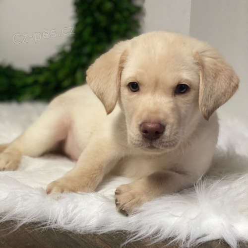 na prodej o�kovan� �t��ata labradorsk�ho retr�vra.