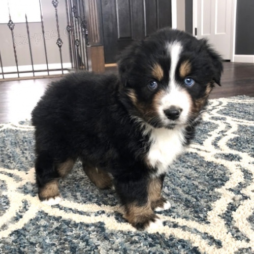 o�koval australsk�ho ov��ka