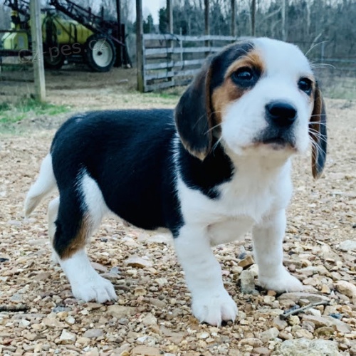 štěňata beagle. štěňata beagle.