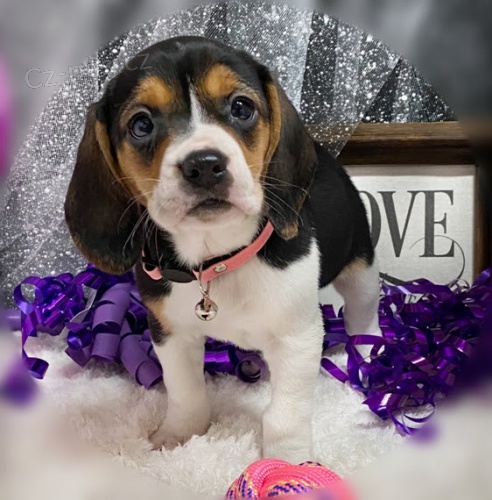 beagle �t��ata trikol�ra bez PP