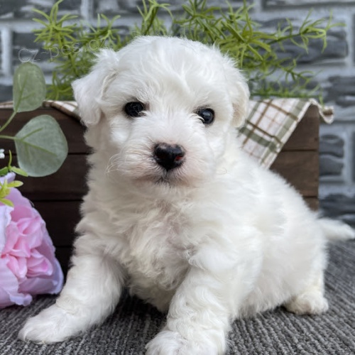 štěňata bichon frize. štěňata bichon frize.