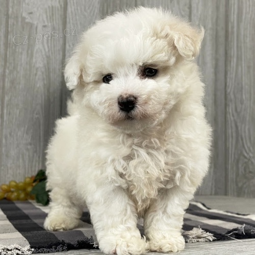 štěňata bichon frize. štěňata bichon frize.