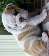 rozko�n� buldoci k adopci