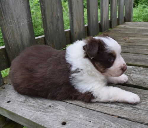 Border kolie d�t� �t��ata na prodej.