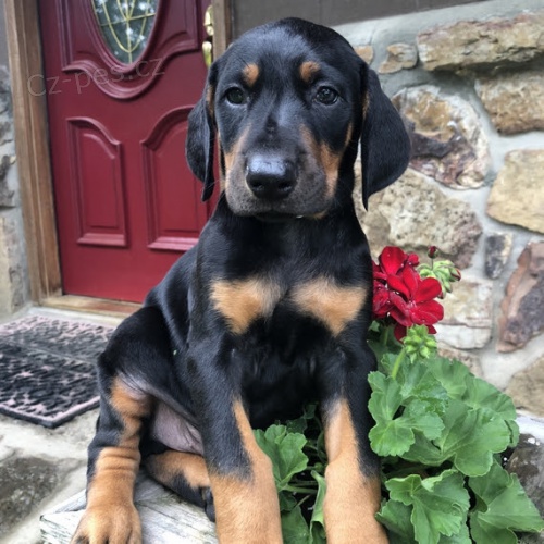 �t��ata dobermana na prodej.