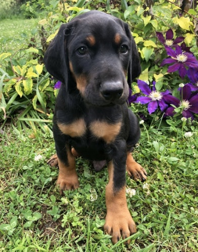 na prodej od�erven� a o�kovan� �t��ata dobermana bez PP.