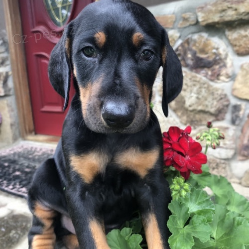 na prodej od�erven� a o�kovan� �t��ata dobermana.