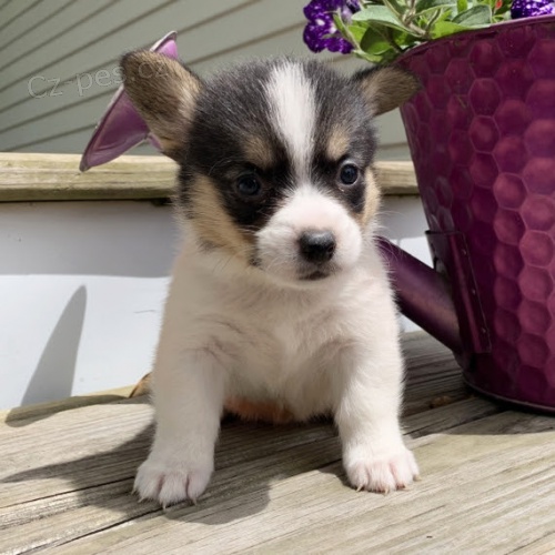 Pembroke Welsh Corgi �t��ata na prodej.