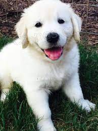 Zlatý retriever.. Zlatý retriever..