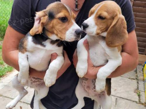 štěňata beagle štěňata beagle