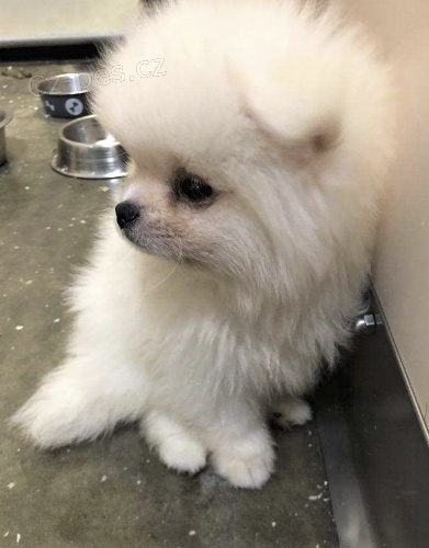 pomeranian stenata pomeranian stenata