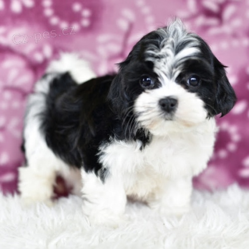 Kr�sn�, n�dhern� a rozko�n� d�t� shih tzu na prodej