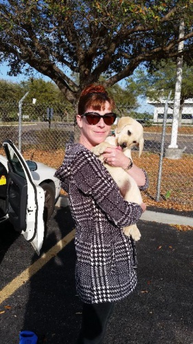 Prod�m �istokrevn� �t���tka - Labradorsk�ho retr�vra sv�tl� barvy bez pp 