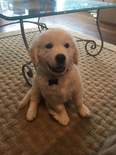 Zlatý retrívr/ golden retriever bez PP Zlatý retrívr/ golden retriever bez PP