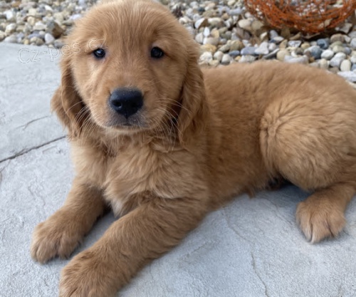 Fenka zlat� retr�vr