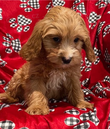 cavapoo  velmi malý,   cavapoo  velmi malý,