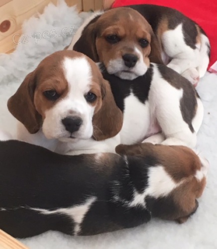 beagle �t�n� 