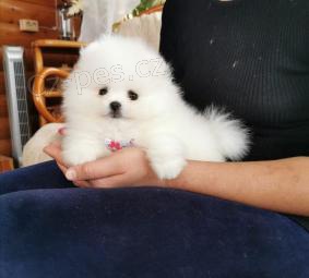 pomeranian stenata pomeranian stenata