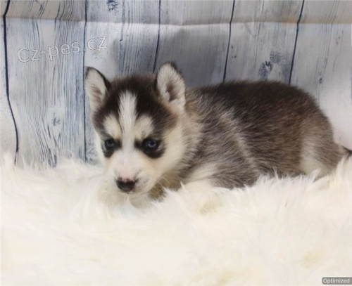 čistokrevná sibiřská husky štěňata  čistokrevná sibiřská husky štěňata