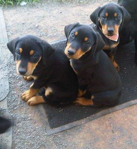 roztomilý doberman .. roztomilý doberman ..