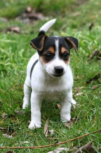 roztomilý Jack Russell .. roztomilý Jack Russell ..
