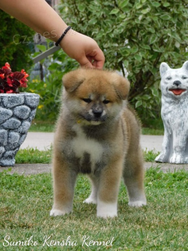 Japonská štěňata Akita Japonská štěňata Akita