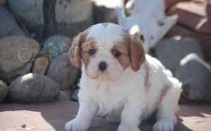 samec a samice kaval�r King charles �pan�l