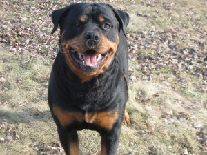 ڞasn� �t��ata rotvajler�