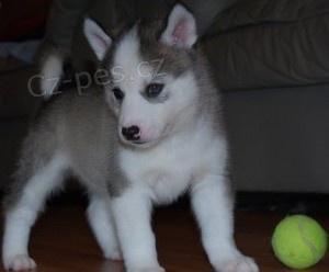 Registrovan� sibi��t� husky