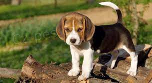 štěňata beagle k dispozici štěňata beagle k dispozici