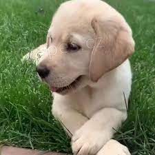 čistokrevný labradorský retrívr .. čistokrevný labradorský retrívr ..