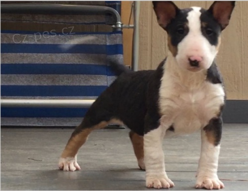 Bullteri�r �t��ata jsou p�ipravena k adopci a nov�m rodin�m.