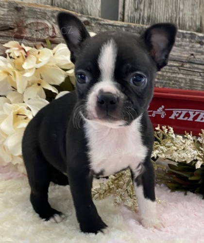 kr�sn� a o�kovan� zdrav� �t��ata bostonsk�ho teri�ra na prodej