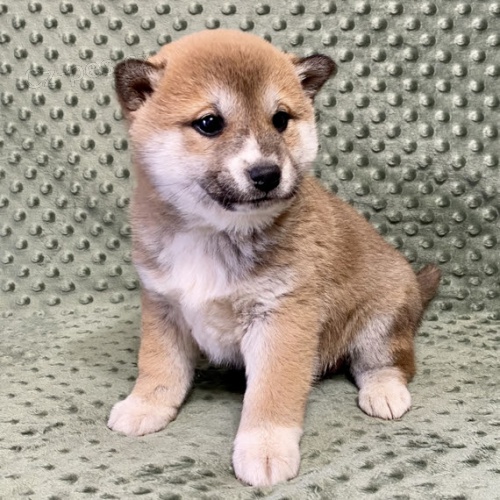 Rozko�n� od�erven� a o�kovan� kr�sn� miminka �t��ata shiba inu na prodej