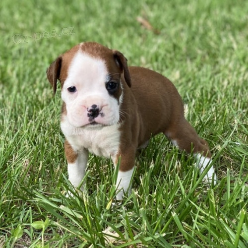 zdrav�, od�erven� a o�kovan� kr�sn� n�meck� �t��ata boxera na prodej.