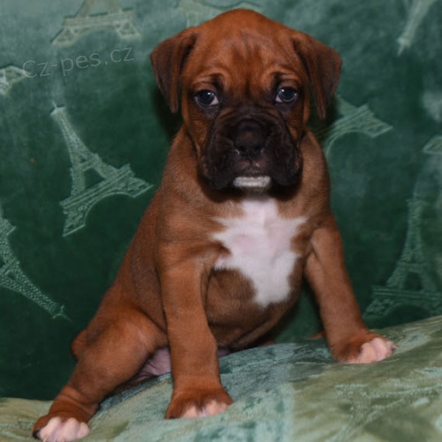 zdrav�, od�erven� a o�kovan� kr�sn� n�meck� �t��ata boxera na prodej.