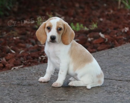 Beagle �t���tka jsou p�ipravena poznat nov� rodiny.