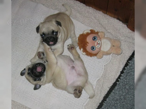 Mops štěňata A vrh Mops štěňata A vrh