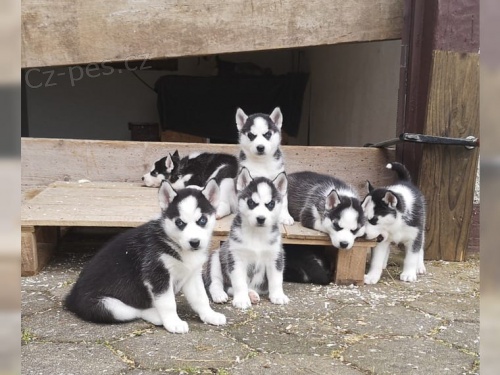 Husky štěňata Husky štěňata