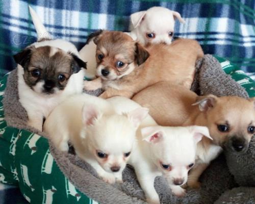 �t��ata �ivavy