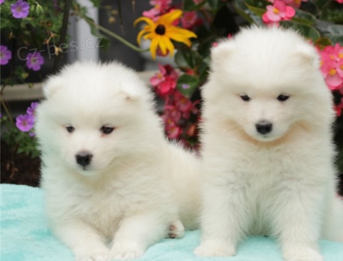 samojed �t��ata