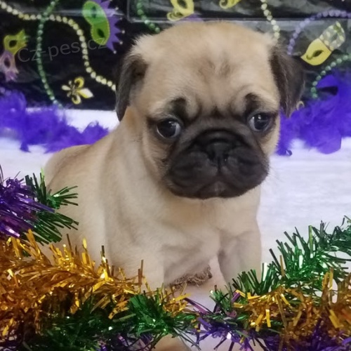 Mops �t��ata chlapci a d�vky