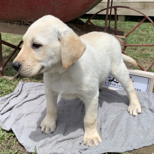 kvalitn� �t��ata zlat�ho retr�vra