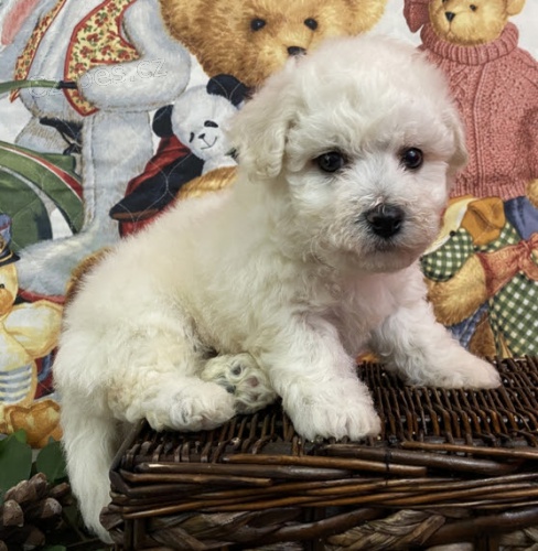 Bichon štěňata štěňata Bichon štěňata štěňata