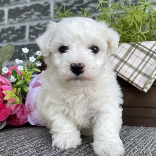 Bichon štěňata Bichon štěňata