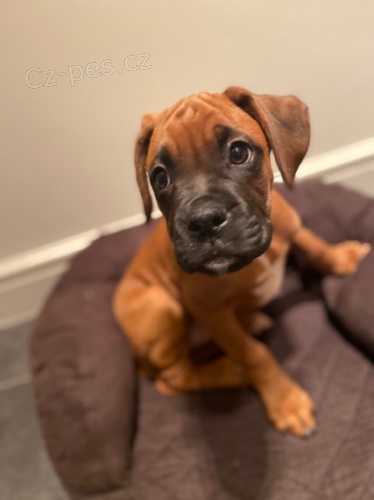 �t��ata N�meck�ho boxera