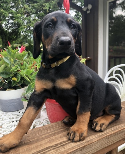 Dobrman - prod�m �t��ata s PP